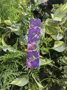 BOOKMARK: Belladonna Flowers Acornandcrowstudio